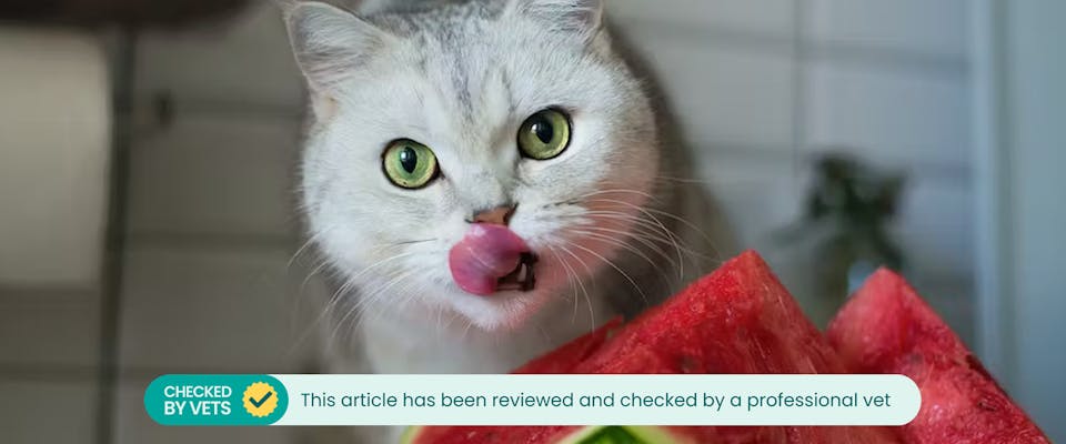 Is cantaloupe sales safe for cats